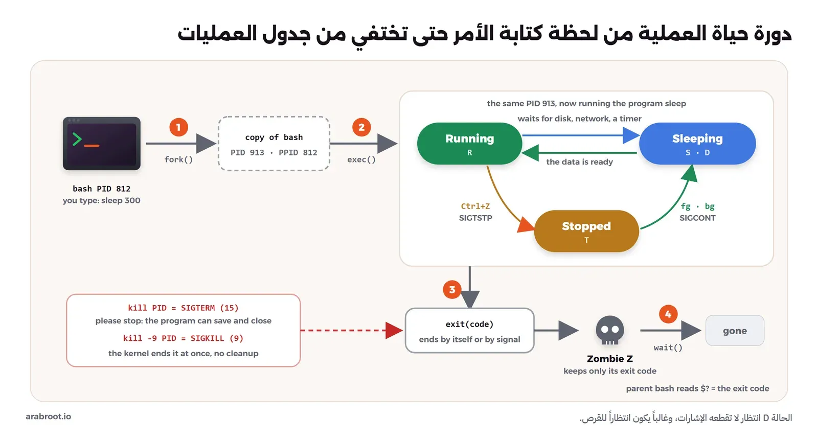 الصدفة bash برقم 812 تنفذ fork فتنشئ نسخة منها برقم 913 وأمها 812، ثم exec فتصبح النسخة البرنامج sleep، ثم تتنقل العملية بين ثلاث حالات: Running وSleeping عندما تنتظر القرص أو الشبكة وStopped عند الضغط على Ctrl+Z ثم تعود ب fg أو bg، ثم تنتهي ب exit بنفسها أو بإشارة SIGTERM أو SIGKILL، فتصبح Zombie تحتفظ برمز خروجها فقط حتى تقرأه الأم ب wait فتختفي